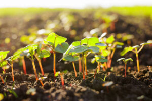 young sunflower shoots close-up, successful agribusiness